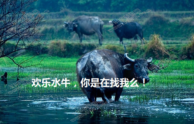 欢乐水牛是什么歌