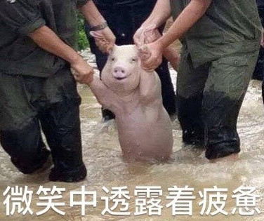 网红小猪图片大全 网红小猪表情包大全