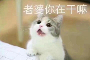猫喊老婆表情包无水印在线分享 ​我想我老婆了猫表情包