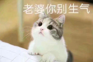 猫喊老婆表情包无水印在线分享 ​我想我老婆了猫表情包