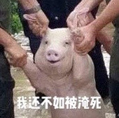 网红小猪图片大全 网红小猪表情包大全