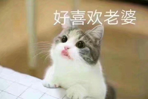 猫喊老婆表情包无水印在线分享 ​我想我老婆了猫表情包