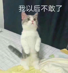 猫喊老婆表情包无水印在线分享 ​我想我老婆了猫表情包