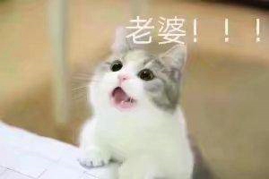 猫喊老婆表情包无水印在线分享 ​我想我老婆了猫表情包