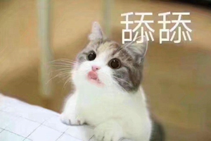 猫喊老婆表情包无水印在线分享 ​我想我老婆了猫表情包