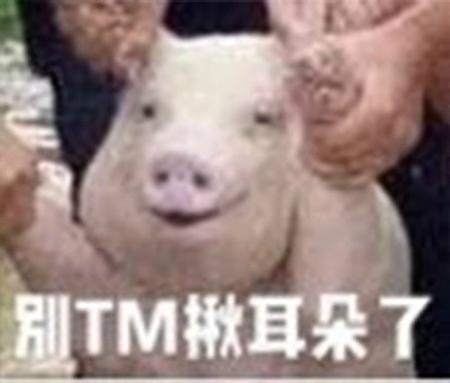 网红小猪图片大全 网红小猪表情包大全