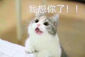 猫喊老婆表情包无水印在线分享 ​我想我老婆了猫表情包