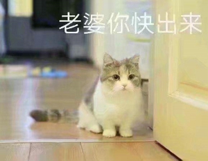 猫喊老婆表情包无水印在线分享 ​我想我老婆了猫表情包