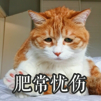 橘猫带字表情包大全 橘猫不开心表情包图片