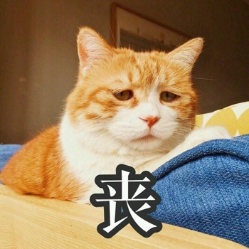 橘猫带字表情包大全 橘猫不开心表情包图片