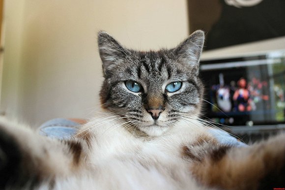 能让猫咪自拍的软件叫什么  Candid猫咪自拍软件是什么