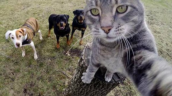 能让猫咪自拍的软件叫什么  Candid猫咪自拍软件是什么