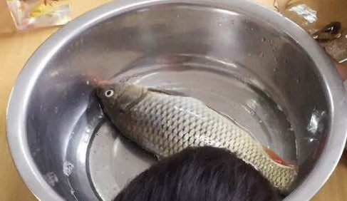 鱼……