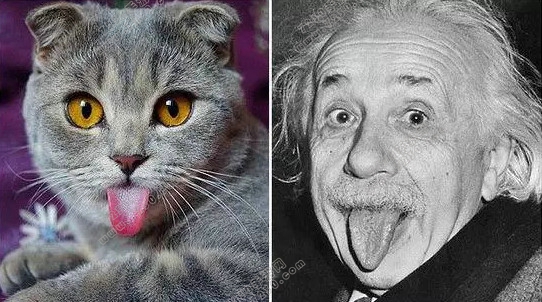 猫听到刮梳子的声音会吐是为什么 为什么猫听到梳子的声音会吐
