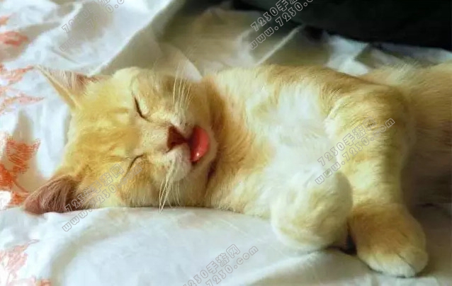 猫听到刮梳子的声音会吐是为什么 为什么猫听到梳子的声音会吐