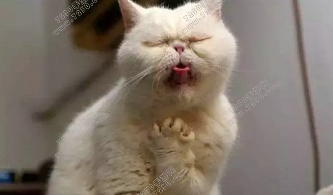 猫听到刮梳子的声音会吐是为什么 为什么猫听到梳子的声音会吐