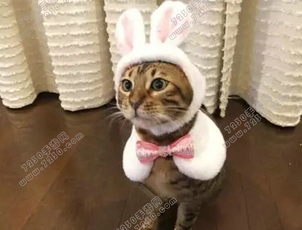 猫听到刮梳子的声音会吐是为什么 为什么猫听到梳子的声音会吐