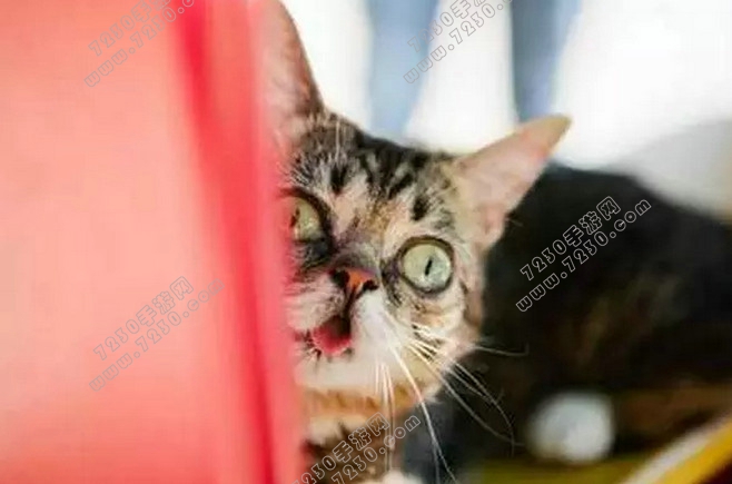 猫听到刮梳子的声音会吐是为什么 为什么猫听到梳子的声音会吐