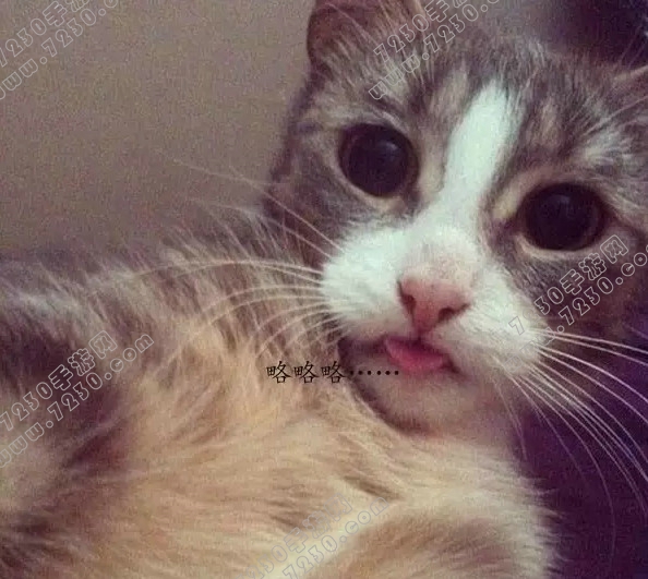 猫听到刮梳子的声音会吐是为什么 为什么猫听到梳子的声音会吐