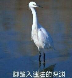 在违法的边缘试探什么梗 在违法的边缘试探是什么意思 在违法的边缘试探表情包原图