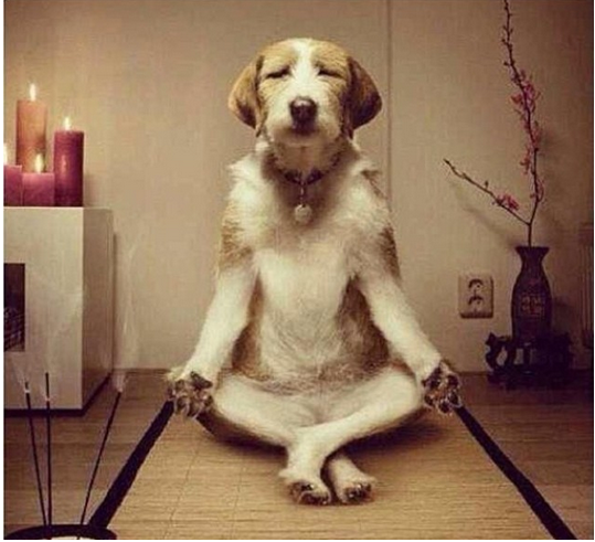 佛系追星是什么意思 什么梗