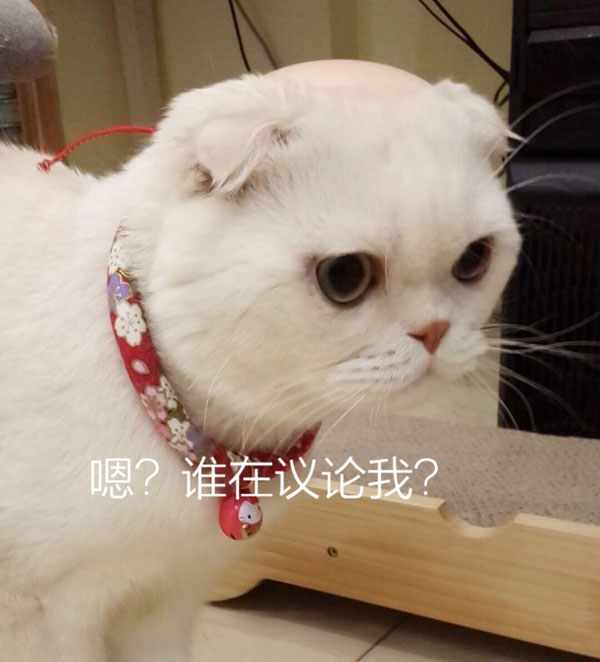 会说话的刘二豆是什么猫 会说话的刘二豆两只猫萌照一览