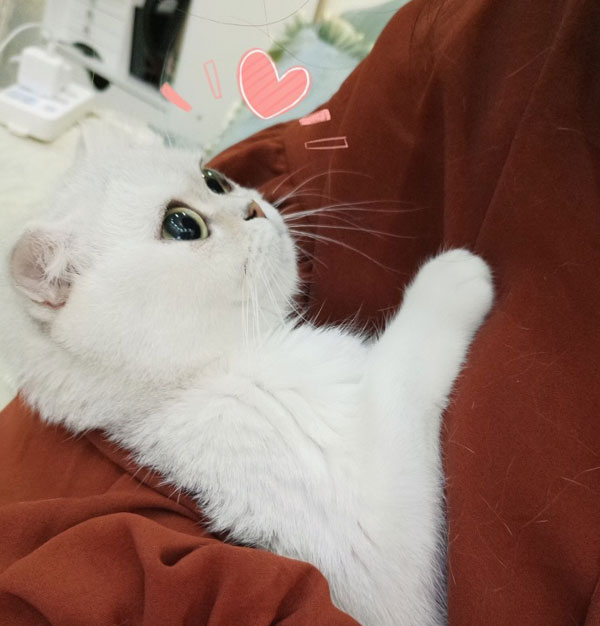 会说话的刘二豆是什么猫 会说话的刘二豆两只猫萌照一览