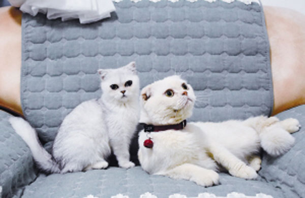 会说话的刘二豆是什么猫 会说话的刘二豆两只猫萌照一览