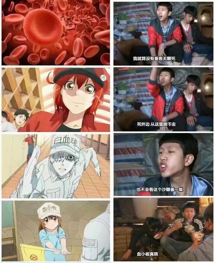 工作细胞血小板图片分享 血小板萌图分享