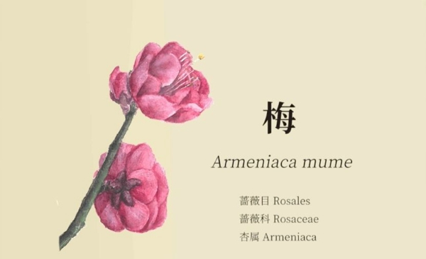 老农种树种子卡片答题答案是什么 种子卡片答题攻略