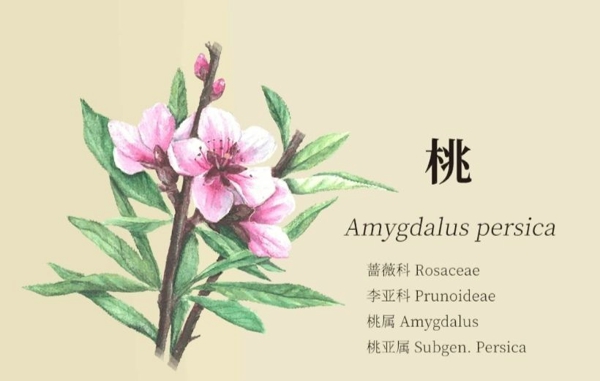 老农种树种子卡片答题答案是什么 种子卡片答题攻略