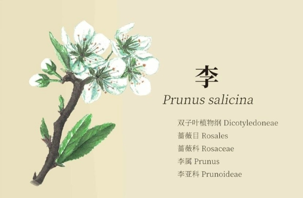 老农种树种子卡片答题答案是什么 种子卡片答题攻略